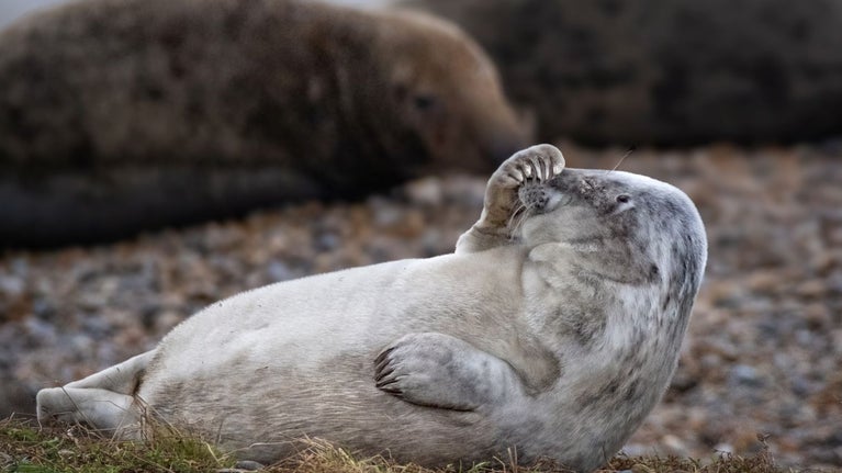 A slightly moulted grey seal pup 'holding' its head in its flipper with its nose pointed to the sky as it lays on a shingle ridge